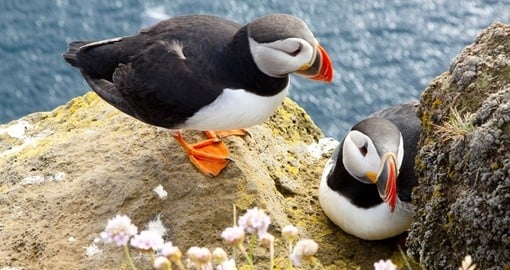 Colorful Puffins on the Rock