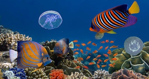 Explore Australia's Great Barrier Reef