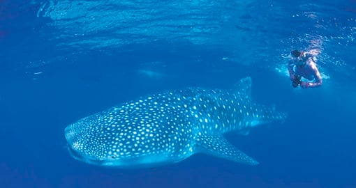 Whale Shark on the Ningaloo Coral Reef Coast