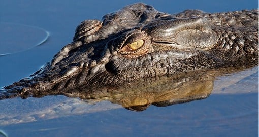 See large saltwater crocodiles on the Yellow Water billabong - a great inclusion for all Australia vacations.