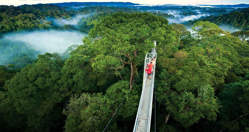 Bridge in Monteverde Cloud Forest