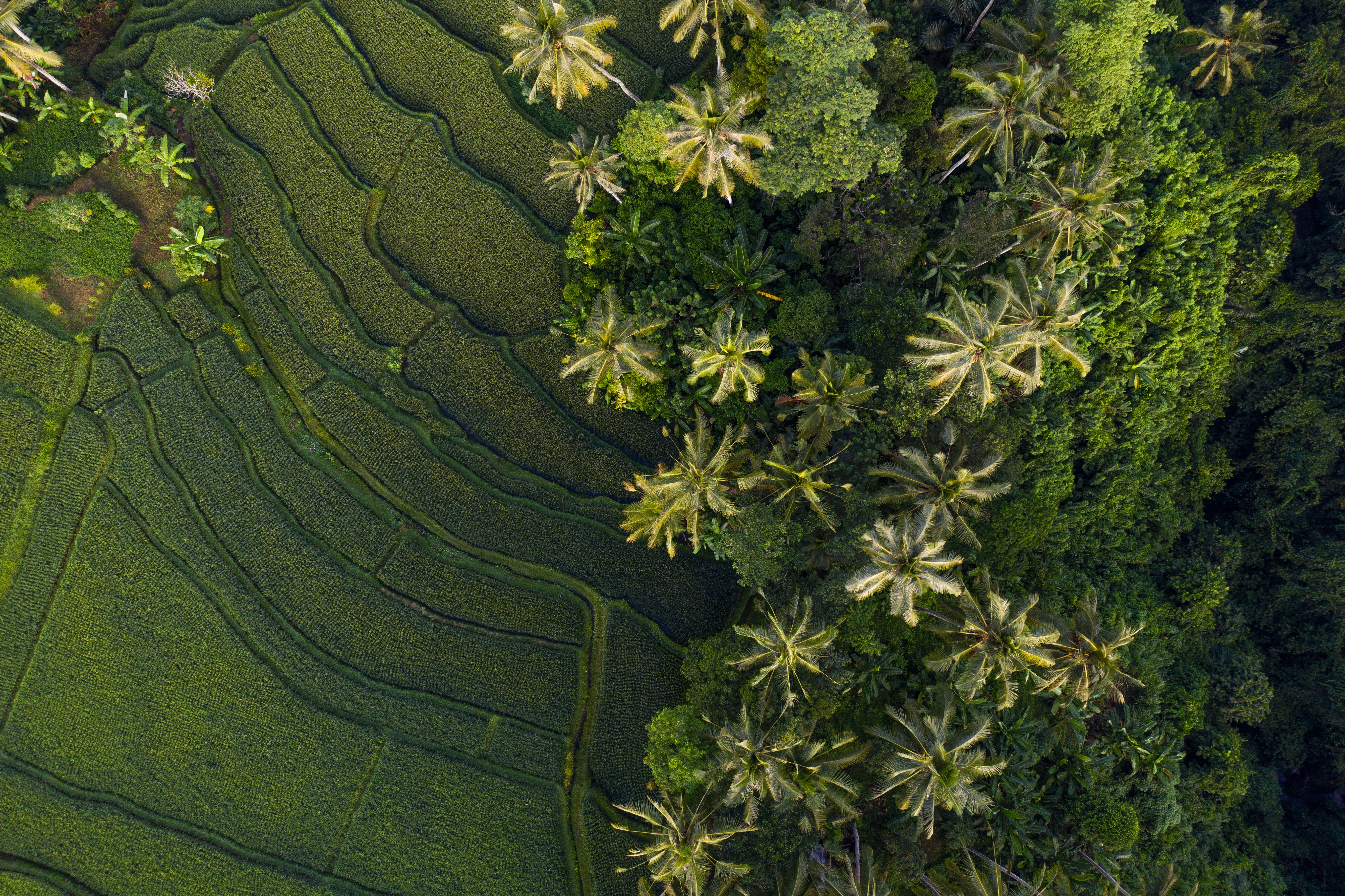 Indonesia Bali